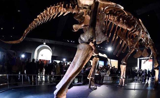 Argentine Titanosaur May Be Oldest Yet, Shows Study