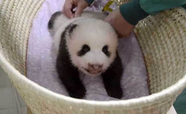 Monday Blues? Enjoy This Video Of A Fluffy Panda Cub Opening Its Eyes