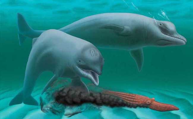 Toothless, Dwarf Dolphin, A Case Study In Evolution