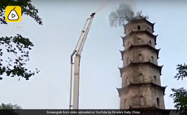 In China, A 100-Year-Old Tree Grows On Top Of A 140-Foot-High Building