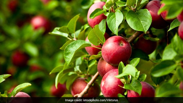 5 Most Popular Fruit Bearing Trees and Their Benefits