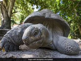 Surprisingly Fleet-Footed Giant Tortoise Escapes Japan Zoo... Again Surprisingly Fleet-Footed Giant Tortoise Escapes Japan Zoo... Again