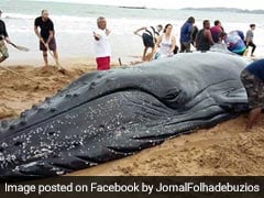 32-Foot-Long Whale Washed Up At Brazil Beach. Watch The Incredible Rescue