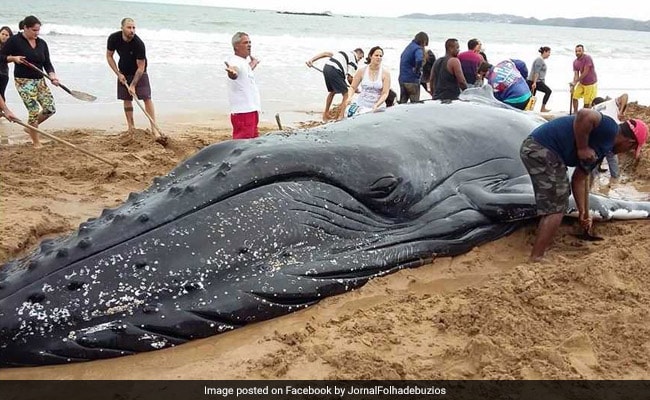 32-Foot-Long Whale Washed Up At Brazil Beach. Watch The Incredible Rescue