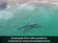 In Incredible Video, 20-Foot Baby Whale Swims Within Feet Of Beachgoers
