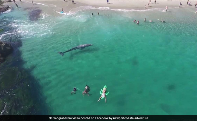 In Incredible Video, 20-Foot Baby Whale Swims Within Feet Of Beachgoers