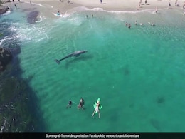 In Incredible Video, 20-Foot Baby Whale Swims Within Feet Of Beachgoers In Incredible Video, 20-Foot Baby Whale Swims Within Feet Of Beachgoers