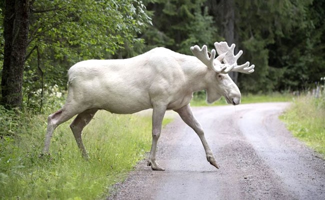 Video: Rare White Moose Caught On Camera. Only 100 Of Them Exist In Sweden