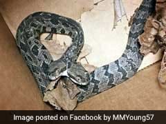Rare 2-Headed Rattlesnake Found In US. Pic Is Viral