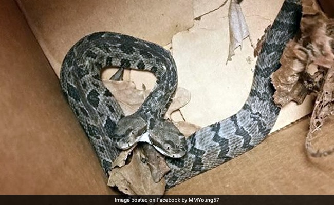 Rare 2-Headed Rattlesnake Found In US. Pic Is Viral