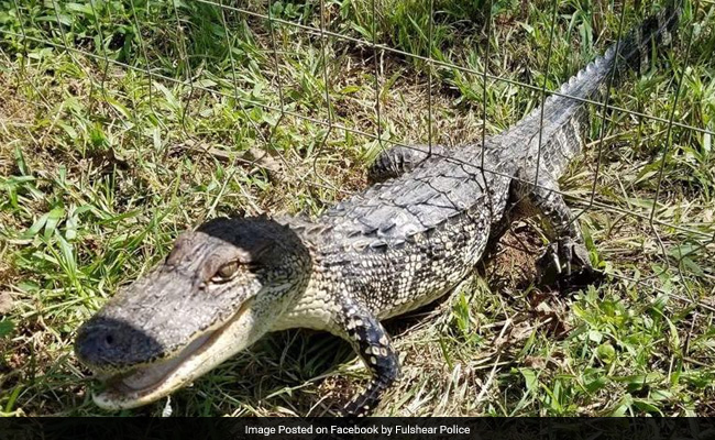 Baby Alligator, Stuck In Fence, Gets Rescued By Cop 'Friends'