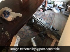 Houston Man Comes Back To Flood-Hit Home, Finds 9-Foot Alligator Inside