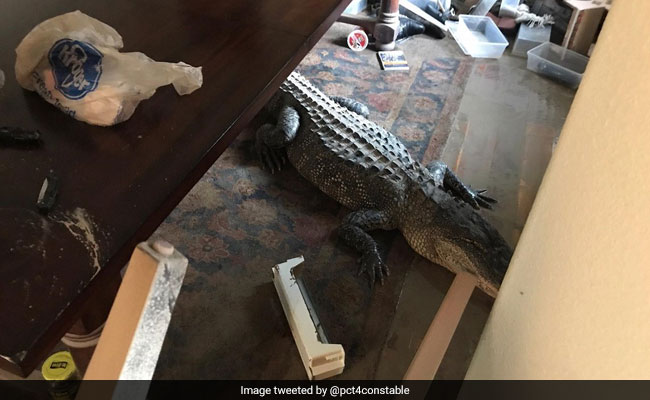 Houston Man Comes Back To Flood-Hit Home, Finds 9-Foot Alligator Inside