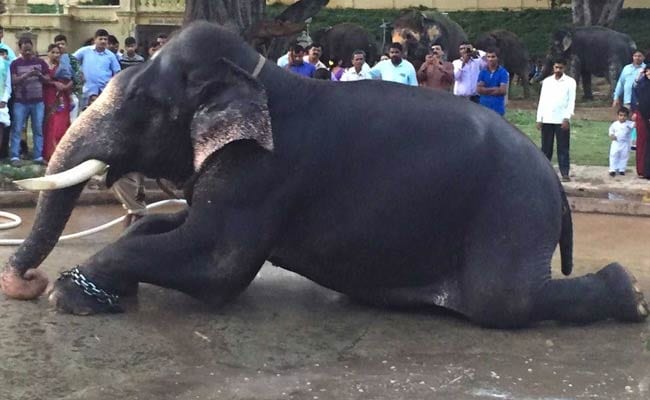 Beloved Elephant Arjuna Passes Away; Wishing Him Eternal Peace
