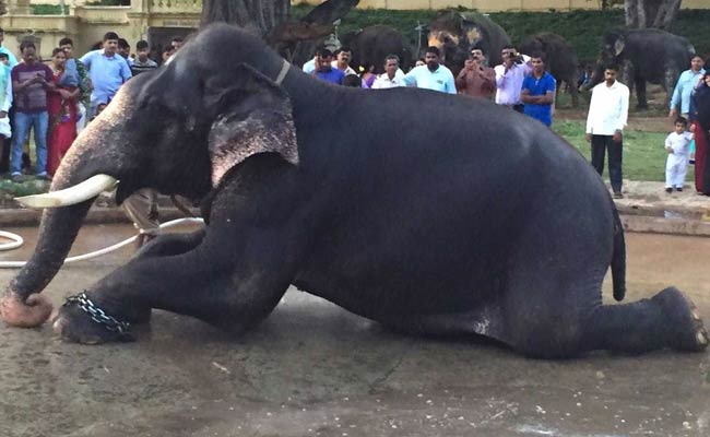 Meet Arjuna The Elephant, The Life Of Dasara Celebrations In Mysore