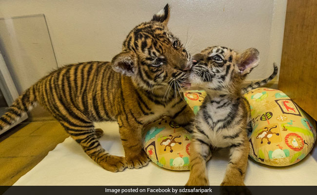 Watch: One Rejected By Mum, Other Rescued From Smuggler, Tiger Cubs Are Now BFFs