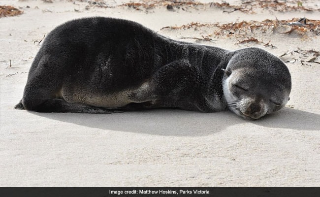 Adorable Baby Seal Found Napping On Beach Swam 200 Km Across Antarctic