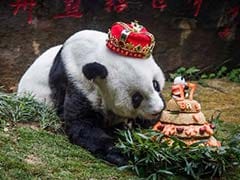 World's Oldest Panda Dies Aged 37 In China