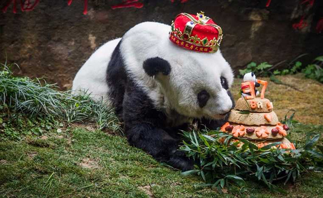 World's Oldest Panda Dies Aged 37 In China