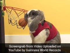 This Athletic Bunny Just Set A World Record Dunking Basketballs