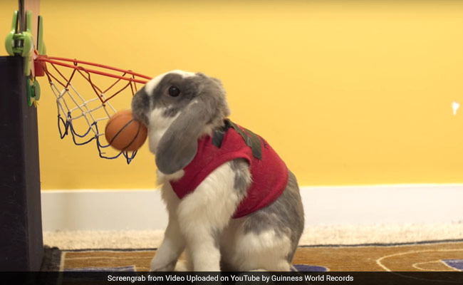 This Athletic Bunny Just Set A World Record Dunking Basketballs