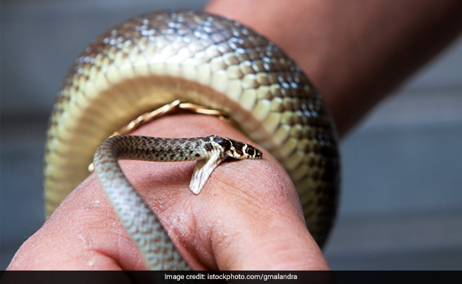 Zero Bite Initiative And BMC To Join Hands For Treating Snake Bites Faster And Effectively