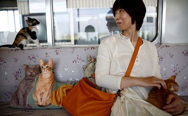Cats On A Train! Japan Railway Lets Felines Roam To Raise Awareness Of Strays