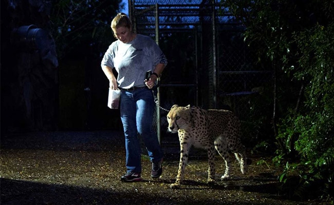 In Hurricane Irma-Hit Florida, A Special Evacuation For Its Zoo Animals