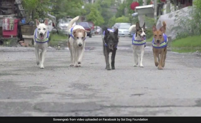 Watch: How Stray Dogs Are Turning Into Crime-Fighting Watchdogs
