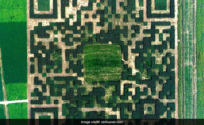 Giant QR Code Of Over One Lakh Trees Built In This Village