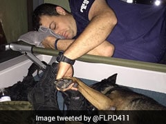 Pic Of Cop Holding K-9 Partner's Paw During Hurricane Irma Will Warm Your Heart
