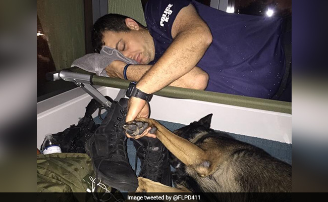 Pic Of Cop Holding K-9 Partner's Paw During Hurricane Irma Will Warm Your Heart