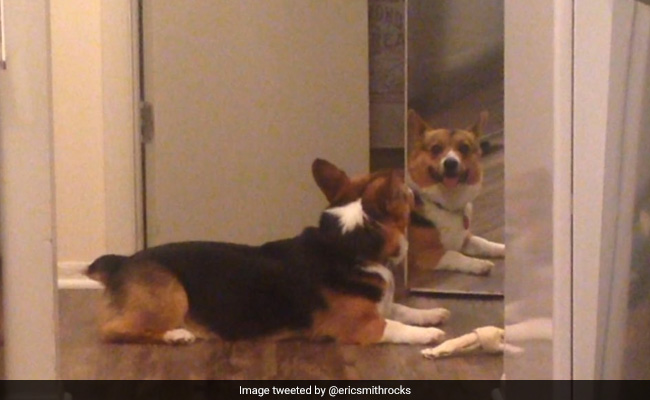 Watch: Dog Trying To Share Bone With Its Reflection Will Melt Your Heart