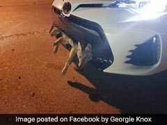Woman Drives 34 Kilometres With Coyote Stuck In Bumper. It Survived