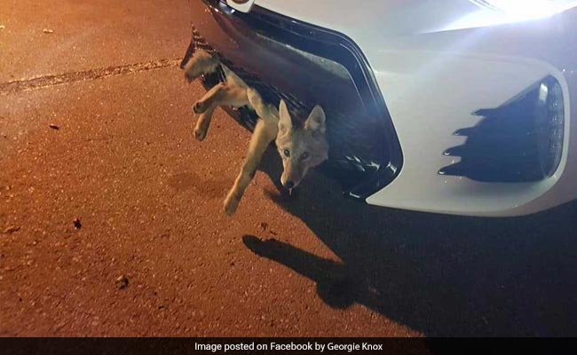 Woman Drives 34 Kilometres With Coyote Stuck In Bumper. It Survived