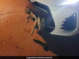 Woman Drives 34 Kilometres With Coyote Stuck In Bumper. It Survived Woman Drives 34 Kilometres With Coyote Stuck In Bumper. It Survived