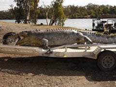 As Giant Crocodile Killed In Australia, Young Reptiles Ready For Turf War