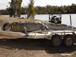 As Giant Crocodile Killed In Australia, Young Reptiles Ready For Turf War As Giant Crocodile Killed In Australia, Young Reptiles Ready For Turf War