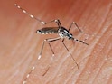 Dengue Death Toll Surges To 9 In Coimbatore: Tips To Prevent Dengue