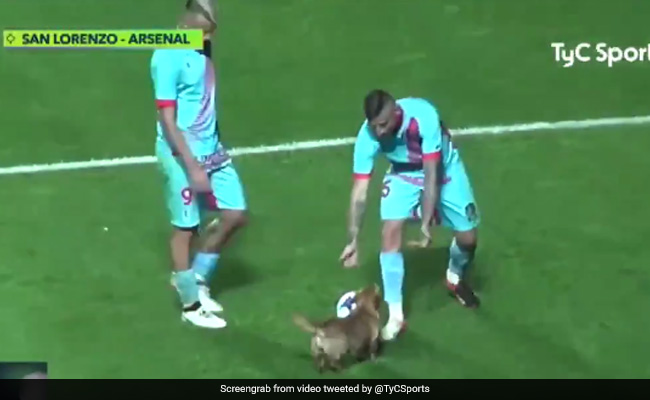 Viral Video: Dog Interrupted Match To Play With Football. No One Seemed To Mind