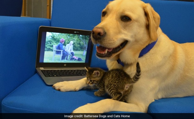 लैब्रडॉर डॉग ने लिया बिल्ली के बच्चे को गोद, अब साथ में देखते हैं टीवी