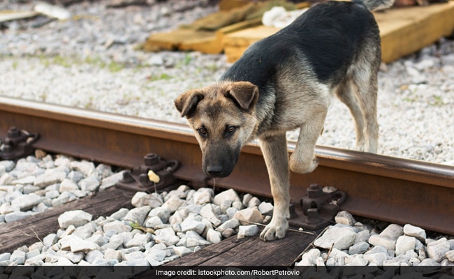 Mumbai Local Motorman Stops Train To Save Dog On Tracks