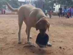 How Honey The Labrador Is Teaching Bengaluru About Road Safety