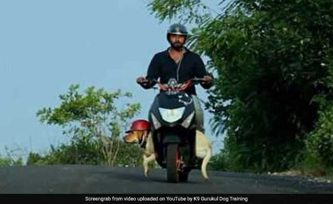How Honey The Labrador Is Teaching Bengaluru About Road Safety