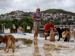 Couple Defies Hurricane Maria To Save Their Pets - 7 Dogs, 8 Cats