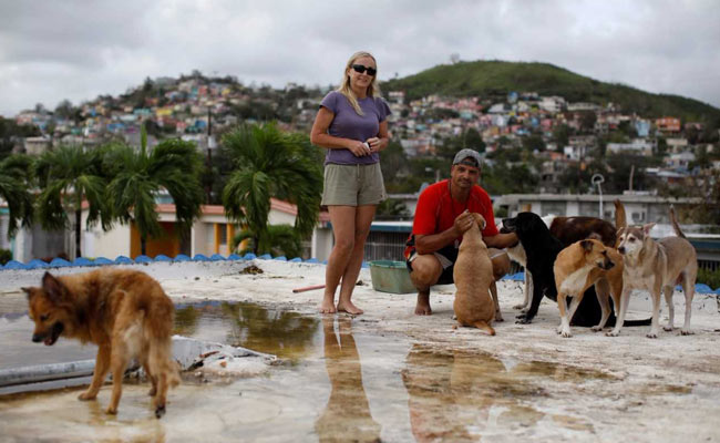 Couple Defies Hurricane Maria To Save Their Pets - 7 Dogs, 8 Cats