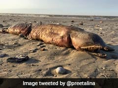 The Fanged, Faceless Sea Creature That Washed Ashore During Harvey Has Been Identified