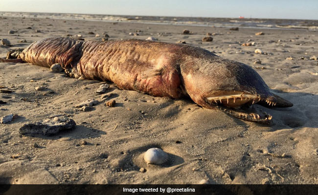 The Fanged, Faceless Sea Creature That Washed Ashore During Harvey Has Been Identified
