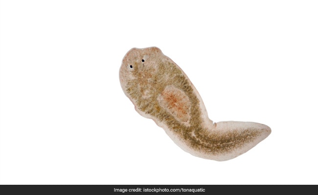 flatworm found in teenagers eye