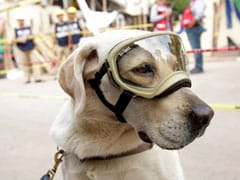 Frida The Rescue Dog Emerges As Hero Of Mexican Earthquake